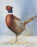 Pheasant by Warren W. Adams