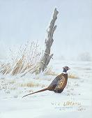 Pheasant 1 by Warren W. Adams